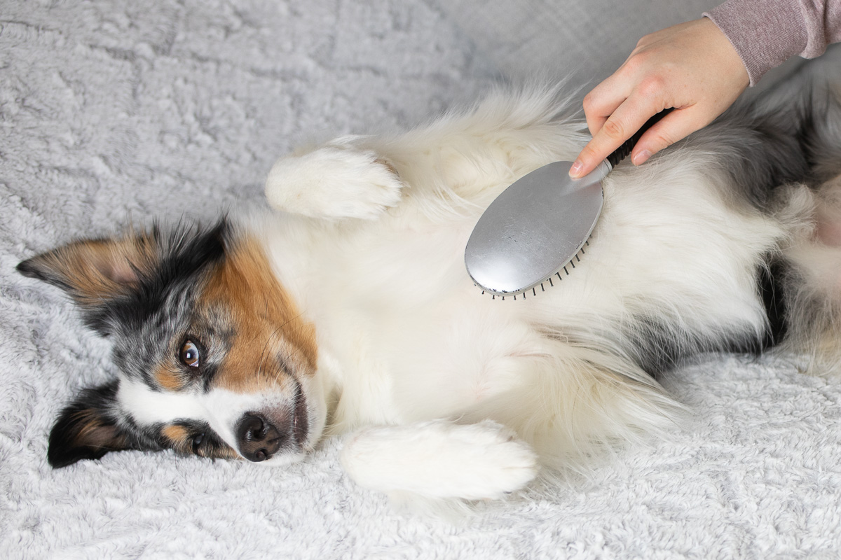 Australian Shepherd bürsten Fellwechsel